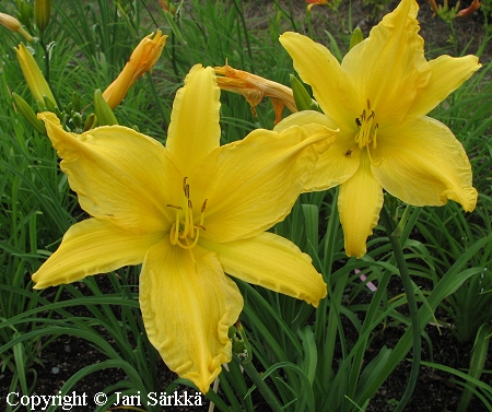 Hemerocallis Hybrida-Ryhm 'Kanttarelli', tarhapaivanlilja